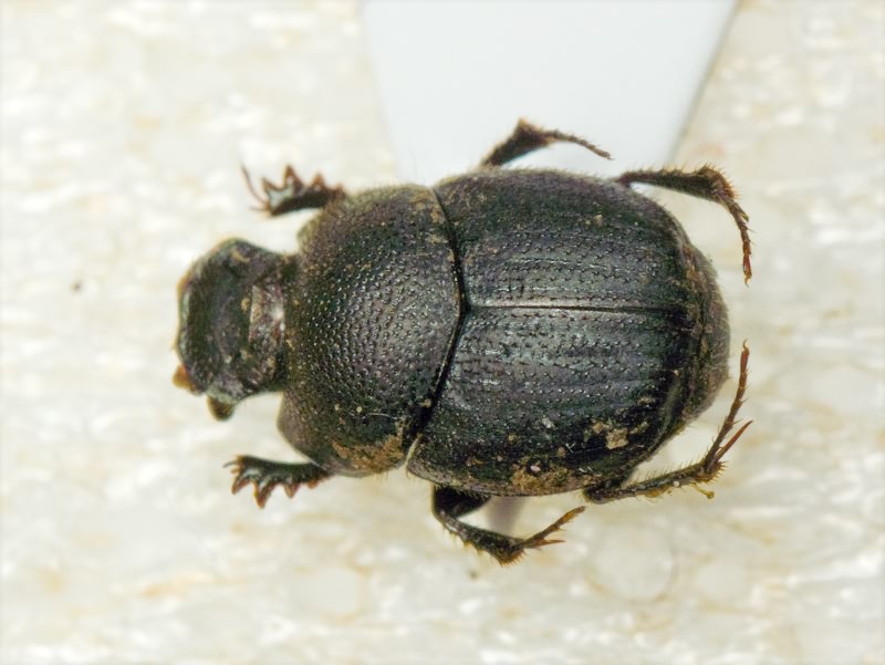 Scarabaeidae Latreille, 1802